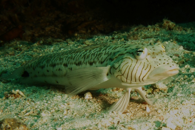 Parapercis Hexophthalma